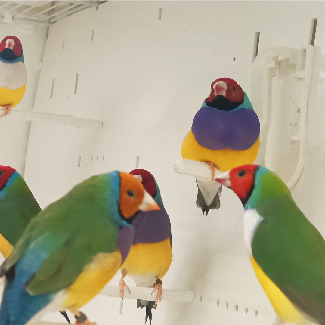 Lady Gouldian Finch