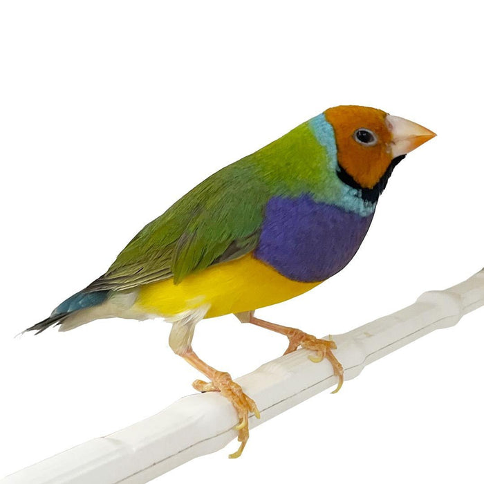 Lady Gouldian Finch - Orange Head Green Back - New York Bird Supply