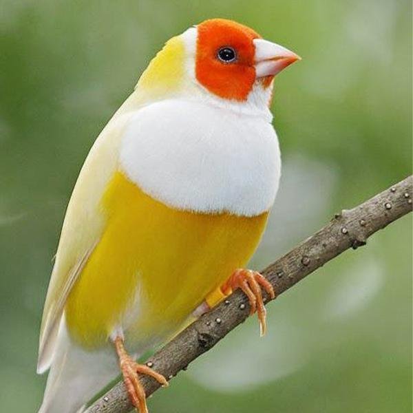 Lady Gouldian Finch - Orange Head Yellow Back - New York Bird Supply