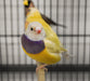 Lady Gouldian Finch - Orange Head Yellow Back - New York Bird Supply