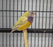 Lady Gouldian Finch - Orange Head Yellow Back - New York Bird Supply