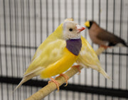 Lady Gouldian Finch - Orange Head Yellow Back - New York Bird Supply