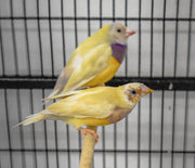 Lady Gouldian Finch - Orange Head Yellow Back - New York Bird Supply