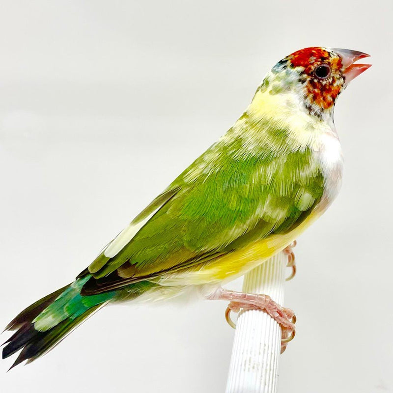 Lady Gouldian Finch Pied - New York Bird Supply