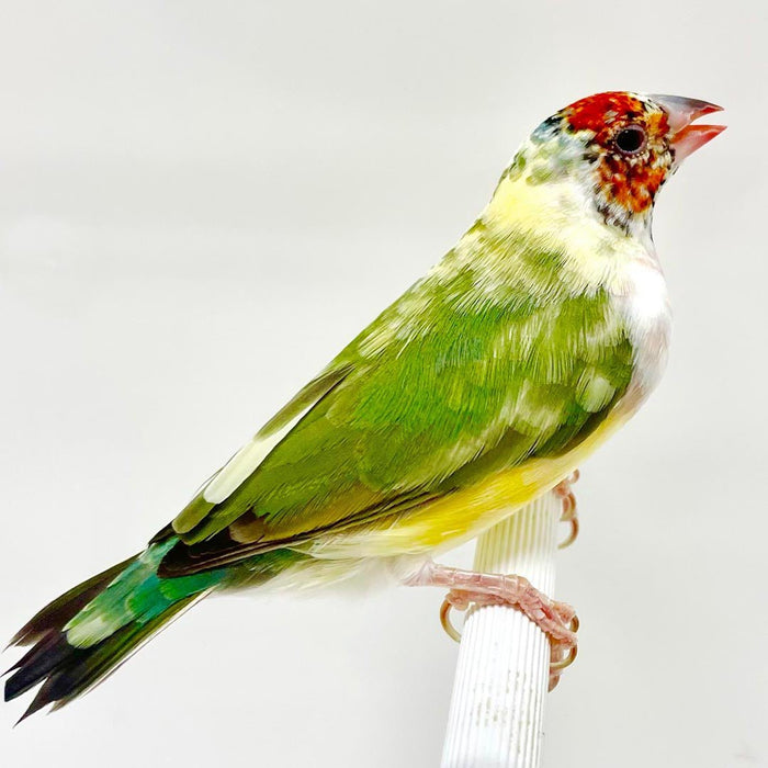 Lady Gouldian Finch Pied - New York Bird Supply