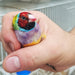 Lady Gouldian Finch - Pied - New York Bird Supply