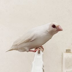 Lady Gouldian Finch - Red Eye Albino - New York Bird Supply
