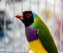 Lady Gouldian Finch - Red Head Green Back - New York Bird Supply