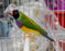 Lady Gouldian Finch - Red Head Green Back - New York Bird Supply