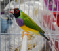 Lady Gouldian Finch - Red Head Green Back - New York Bird Supply