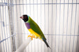 Lady Gouldian Finch - Red Head Green Back - New York Bird Supply