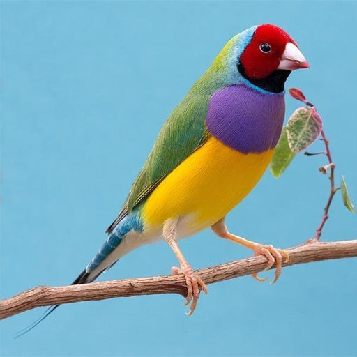 Lady Gouldian Finch - Red Head Green Back - New York Bird Supply