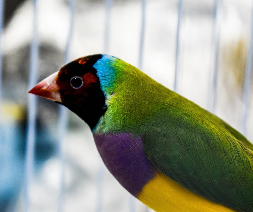 Lady Gouldian Finch - Red Head Green Back - New York Bird Supply