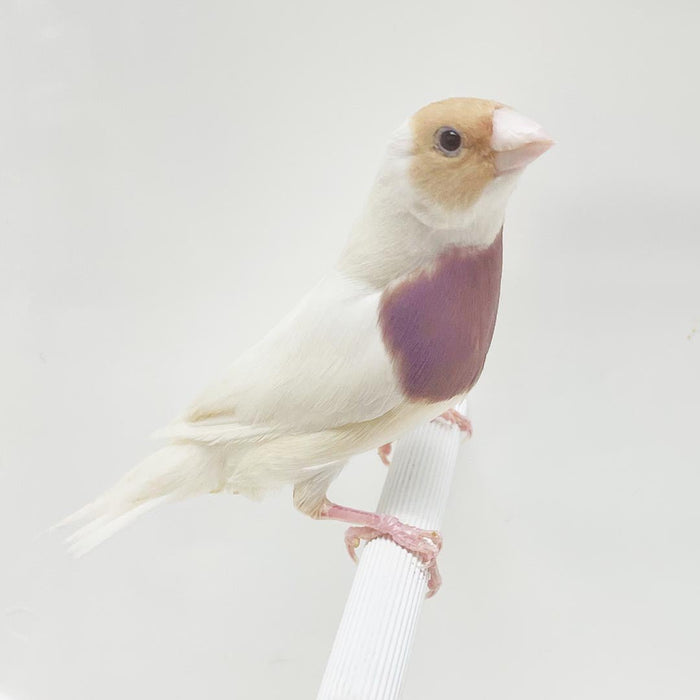 Lady Gouldian Finch - Silver Back - New York Bird Supply