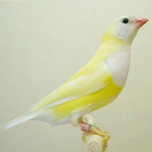 Lady Gouldian Finch - Yellow Back - New York Bird Supply