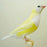 Lady Gouldian Finch - Yellow Back - New York Bird Supply