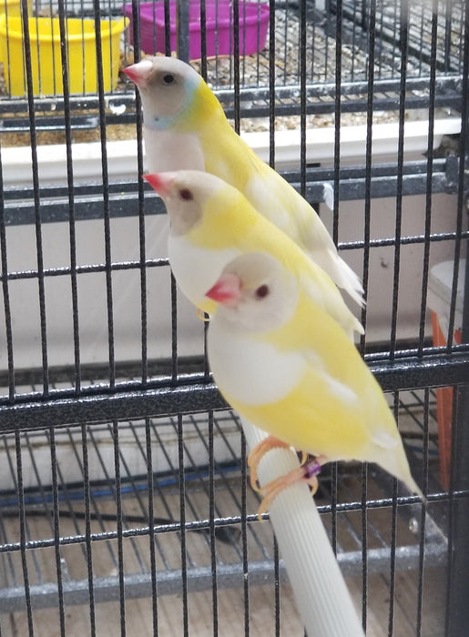 Lady Gouldian Finch - Yellow Back - New York Bird Supply