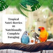 Lafeber Tropical Fruit Nutri-Berries Cockatiels - New York Bird Supply