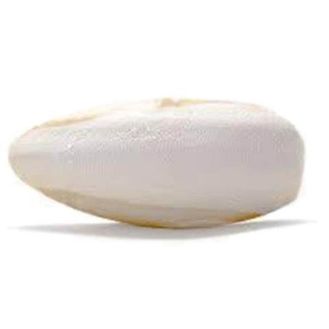 Large Size Cuttlebone 1lb 6 to 8 Pieces - New York Bird Supply