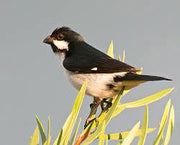 Lined Seedeater - New York Bird Supply