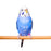 Living World Wooden Perches 19 in 2-pack - New York Bird Supply