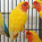 Lovebird Lutino - New York Bird Supply