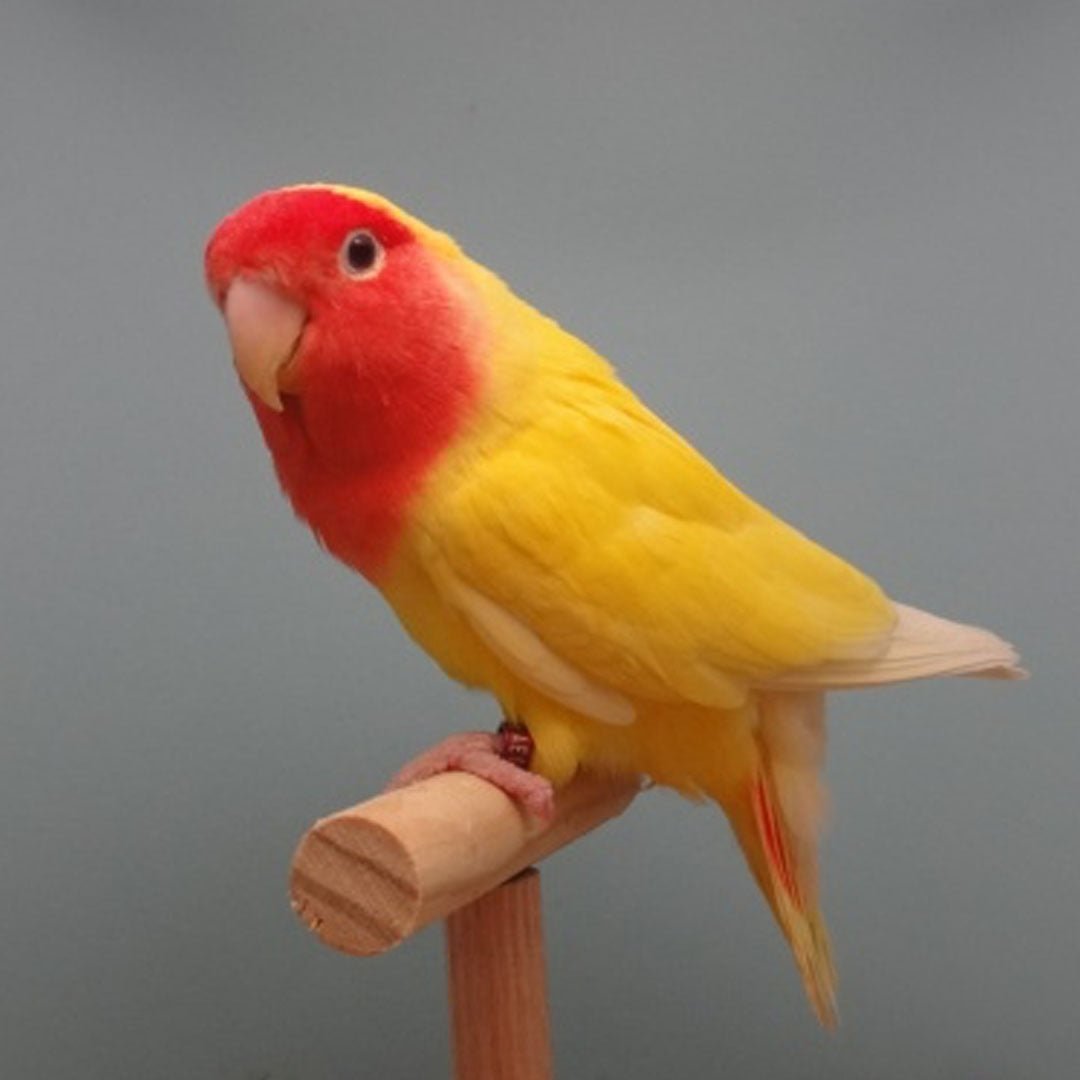 Lovebird Lutino — New York Bird Supply