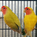 Lovebird Lutino - New York Bird Supply