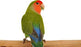 Lovebird Peach Face - New York Bird Supply