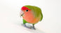 Lovebird Peach Face - New York Bird Supply