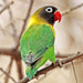 Lovebird Yellow Collared Black Masked - New York Bird Supply