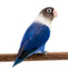 Lovebird Yellow Collared Blue Masked - New York Bird Supply