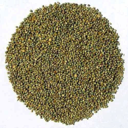 Millet Seed Grey - New York Bird Supply