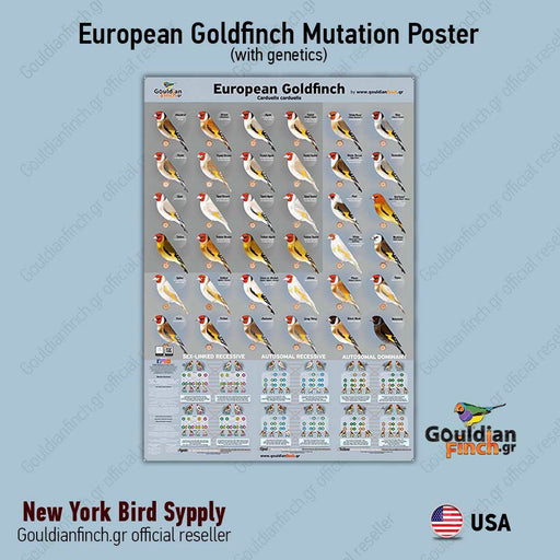 NEW European Goldfinch Mutation Poster - New York Bird Supply
