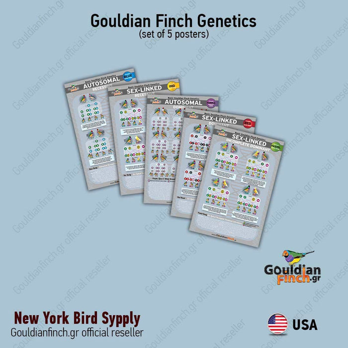 New Gouldian Finch Genetics Posters- set of 5 posters - New York Bird Supply