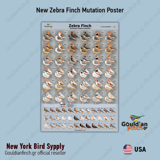 NEW Zebra Finch Mutation Poster - New York Bird Supply