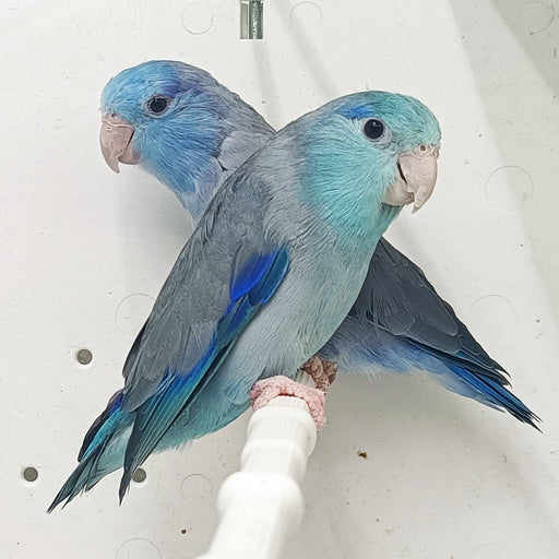 Pacific Parrotlet Blue - New York Bird Supply