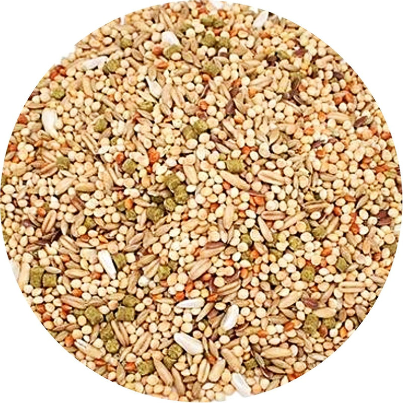 Parakeet Custom Browns - New York Bird Supply