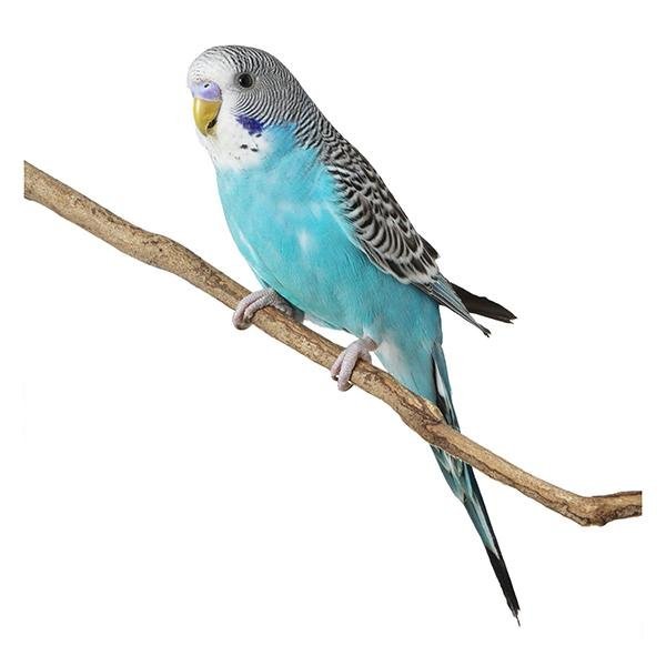 Parakeets - New York Bird Supply