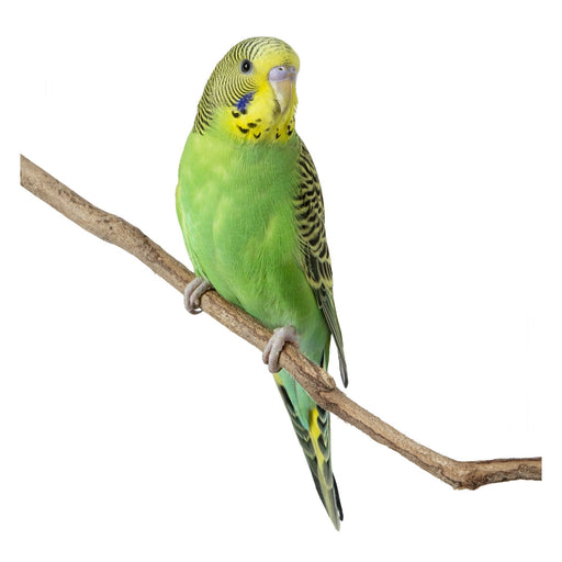 Parakeets - New York Bird Supply