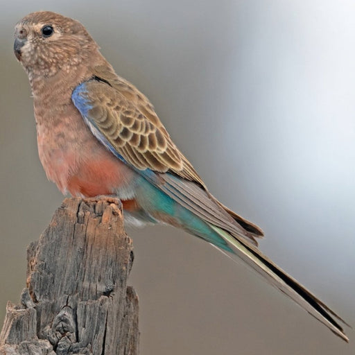 Parrot Bourke's - New York Bird Supply