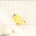 Parrot Finch Blue Face Lutino - New York Bird Supply