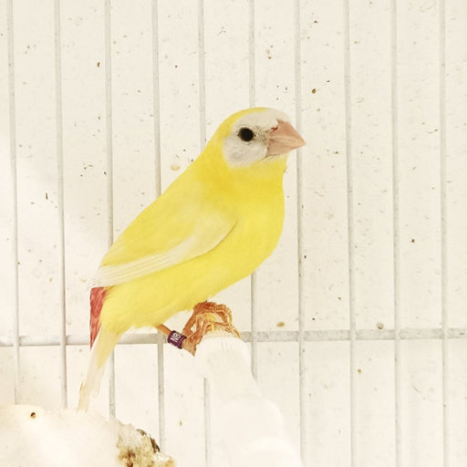 Parrot Finch Blue Face Lutino - New York Bird Supply