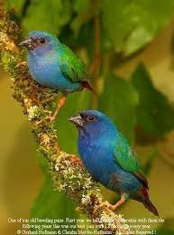 Parrot Finch Forbes - New York Bird Supply