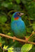 Parrot Finch Forbes - New York Bird Supply