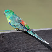 Parrot Red Rump - New York Bird Supply