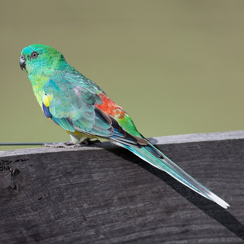 Parrot Red Rump - New York Bird Supply