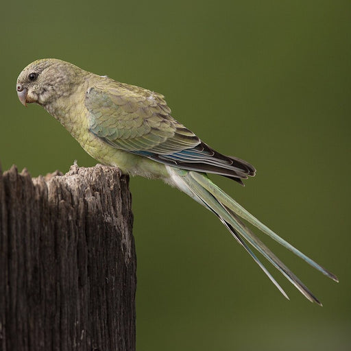 Parrot Red Rump - New York Bird Supply