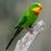 Parrot Superb - New York Bird Supply
