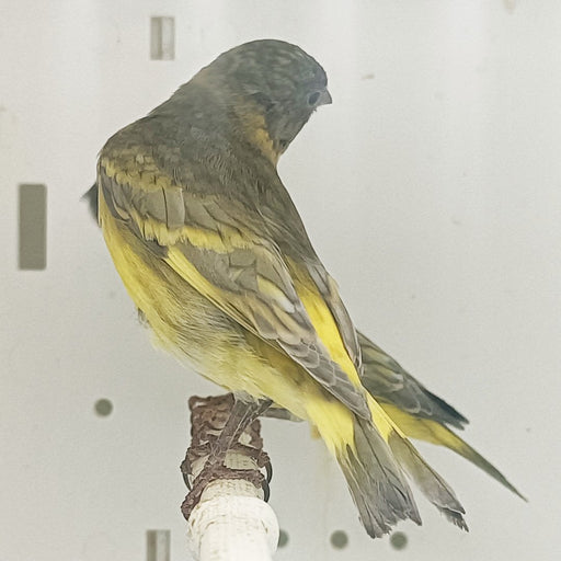 Pastel Black-Hooded Siskin - New York Bird Supply